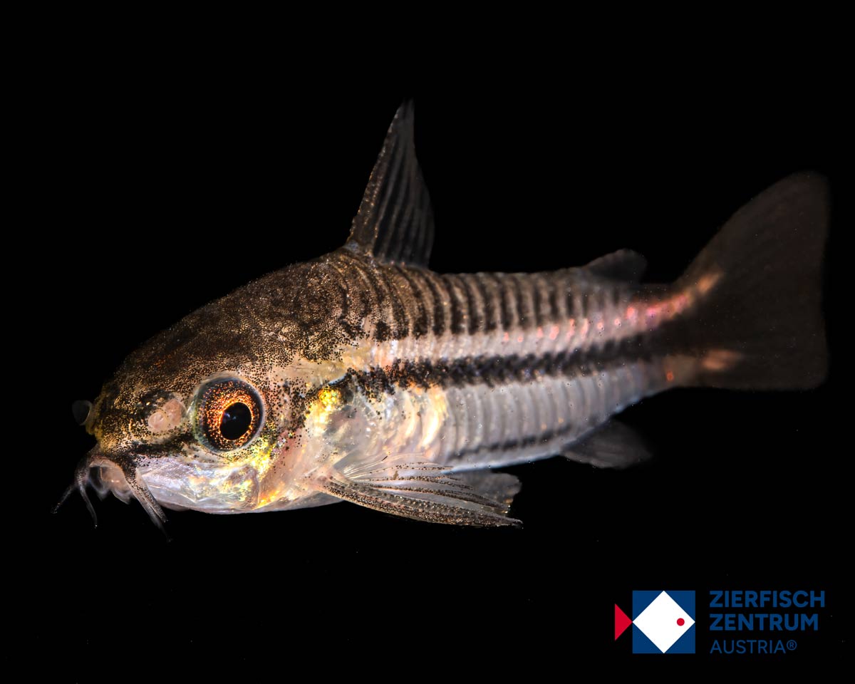 Corydoras pygmaeus / Gastrodermus pygmaeus