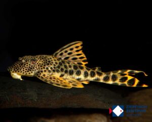 Ancistomus cf. sabaji L-124