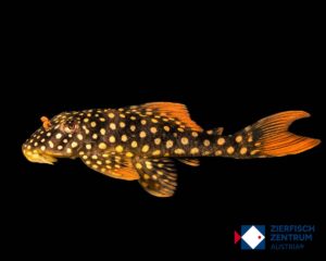 Scobinancistrus aureatus