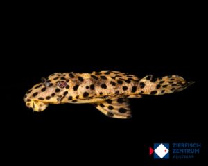 Leporacanthicus heterodon