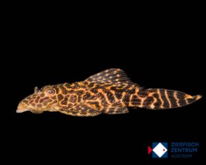 Megalancistrus parananus L-234