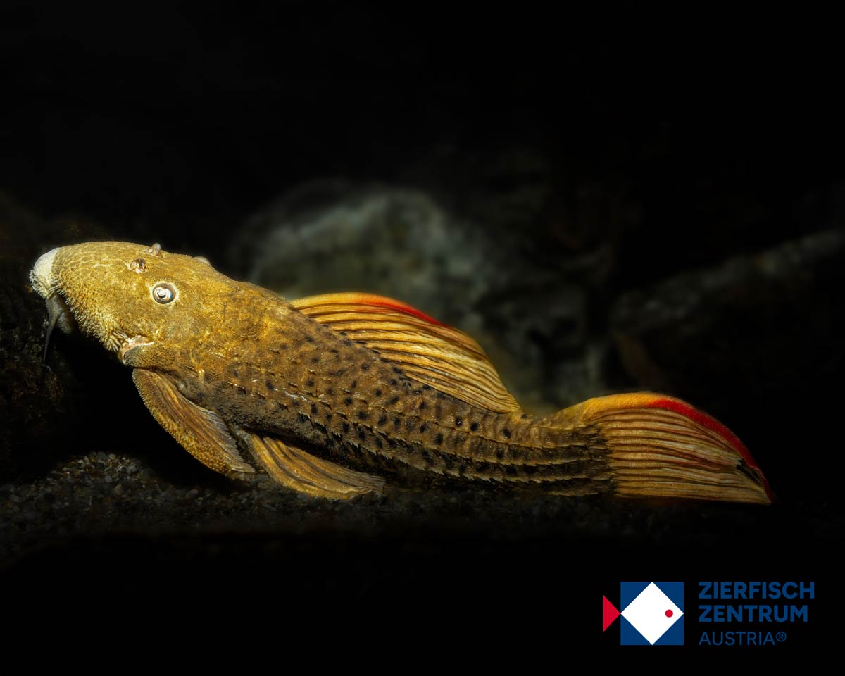 Pseudacanthicus sp. L-24/L-25 Rio Itacaiunas