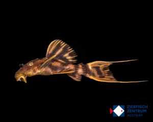 Pseudacanthicus pirarara L-25