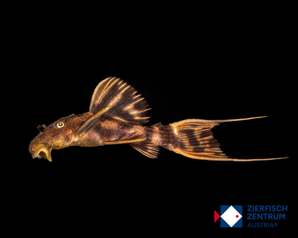 Pseudacanthicus pirarara L-25