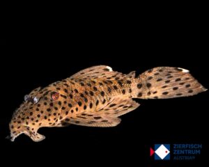 Leporacanthicus joselimai L-264