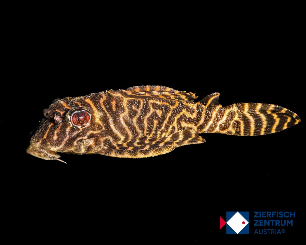 Hypancistrus sp. L-270