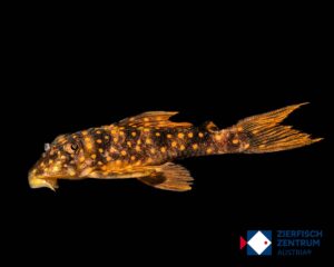 Hypancistrus sp. L-297