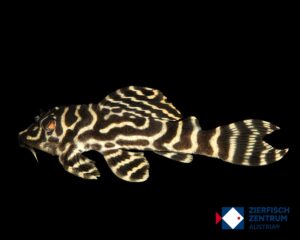 Hypancistrus sp. L-333