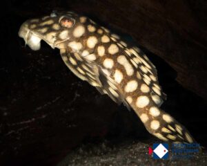 Oligancistrus zuanoni L-354