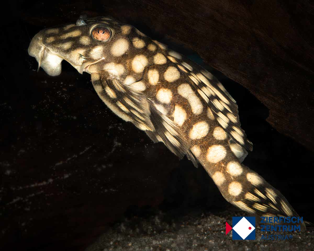 Oligancistrus zuanoni L-354