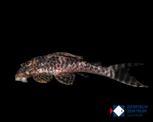 Hypancistrus sp. L-399