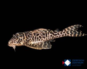 Hypancistrus sp. L-400