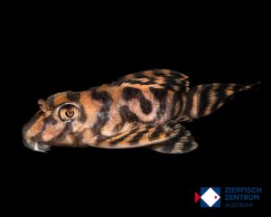 Hypancistrus sp. L-401 Selektion