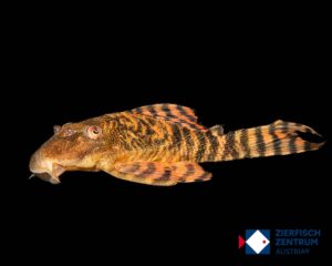 Panaqolus sp. rio Moa L-469