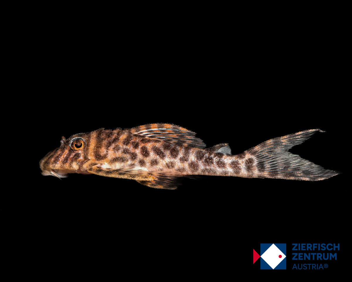 Hypancistrus sp. L-470