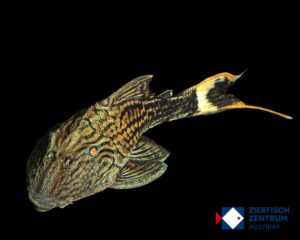 Panaque bathyphilus L-90