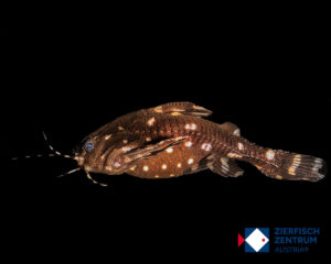 Agamyxis albomaculatus