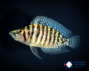 Altolamprologus calvus black