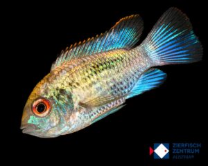 Aequidens pulcher electric blue