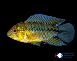 Apistogramma borellii