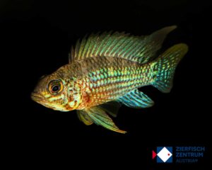 Apistogramma sp.alto tapiche