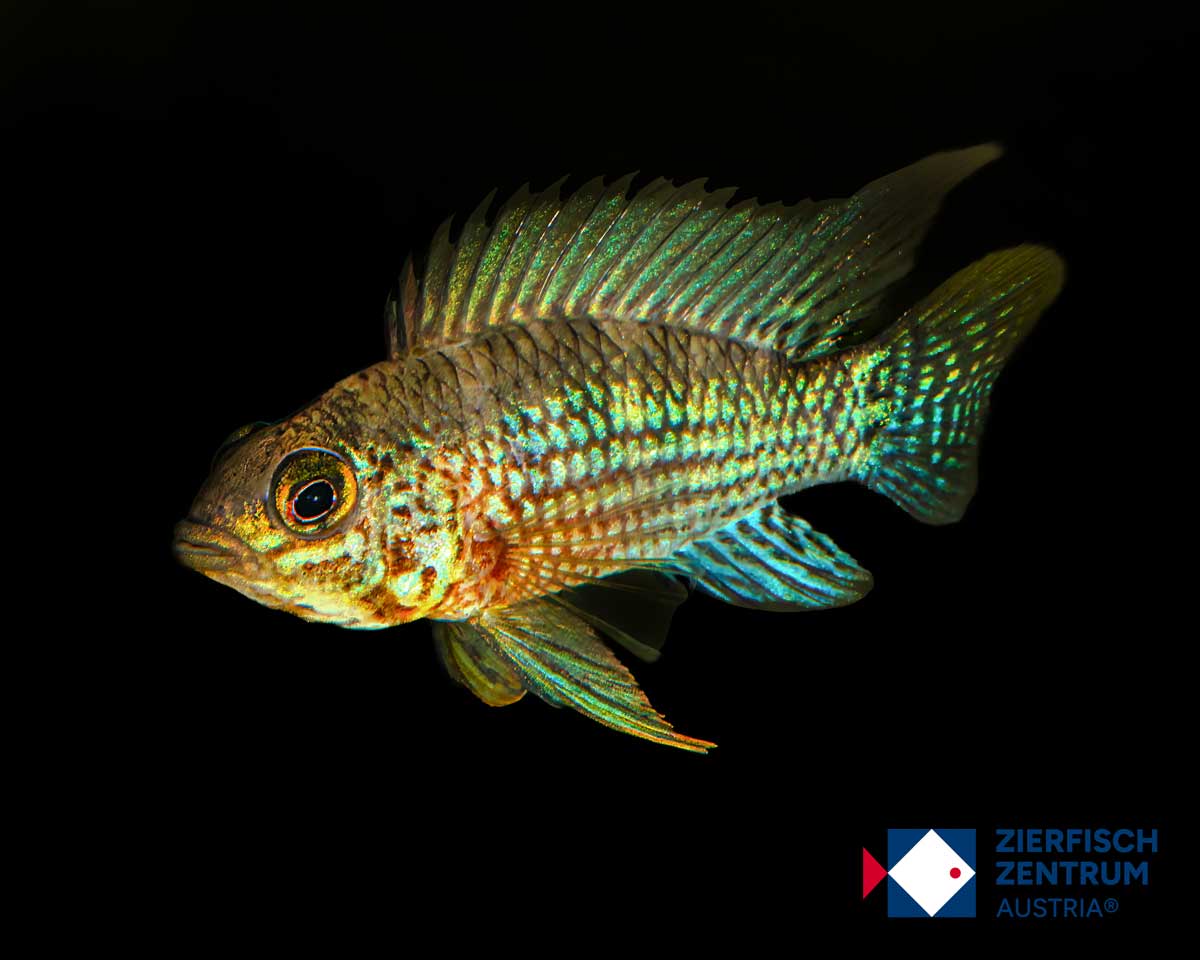 Apistogramma sp.alto tapiche