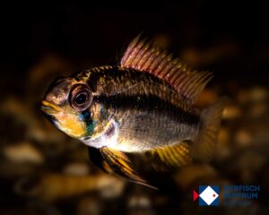 Apistogramma sp. allpahuayo