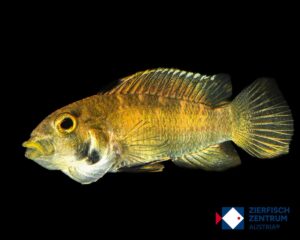 Apistogramma sp. ipirinca