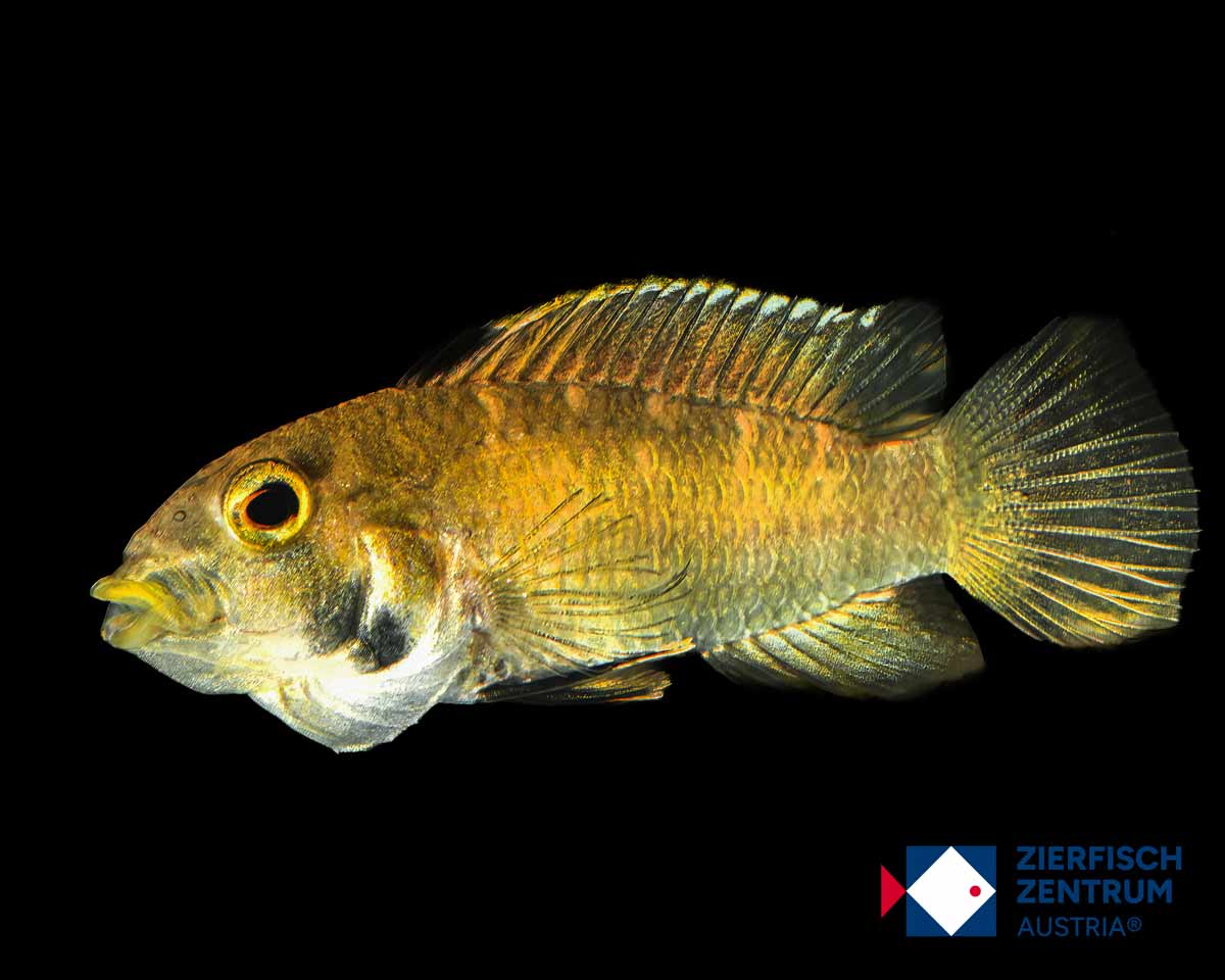 Apistogramma sp. ipirinca