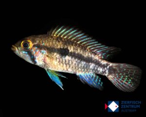 Apistogramma sp. strong rock