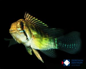 Apistogramma sp. yasuni