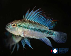 Apistogramma trifasciata