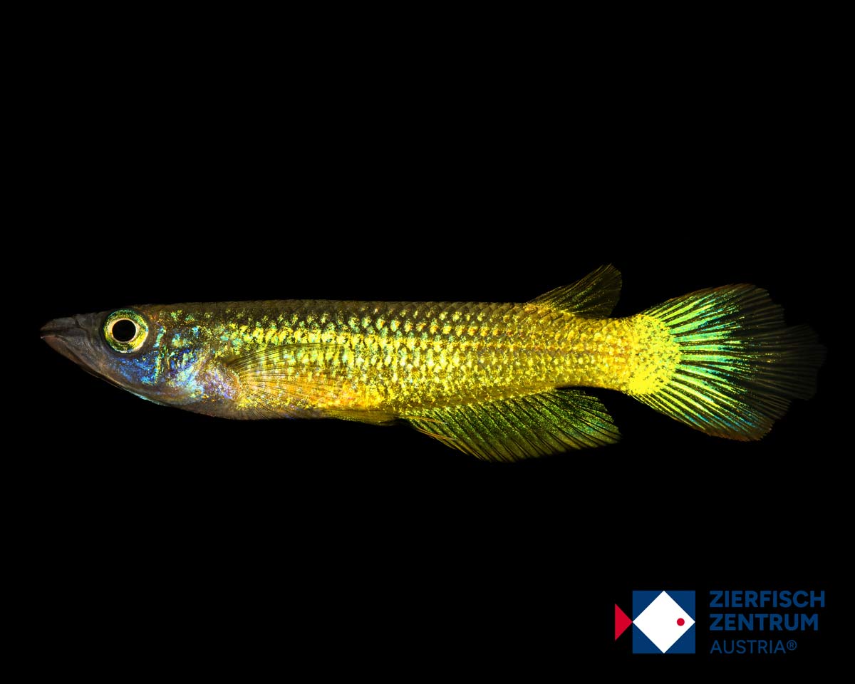 Aplocheilus lineatus Gold