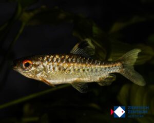 Arnoldichthys spilopterus