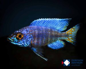 Aulonocara stuartgranti chilumba