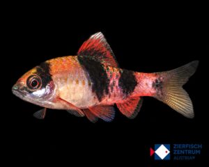 Puntius melanampyx