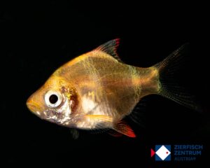 Puntius tetrazona albino