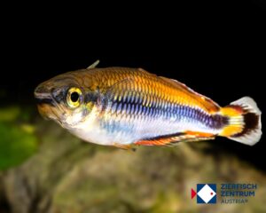 Bedotia madagascariensis