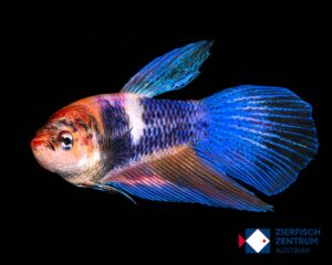 Betta splendens Männchen