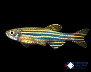 Danio rerio