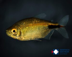 Brycinus longipinnis