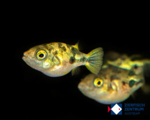 Carinotetraodon travancoricus