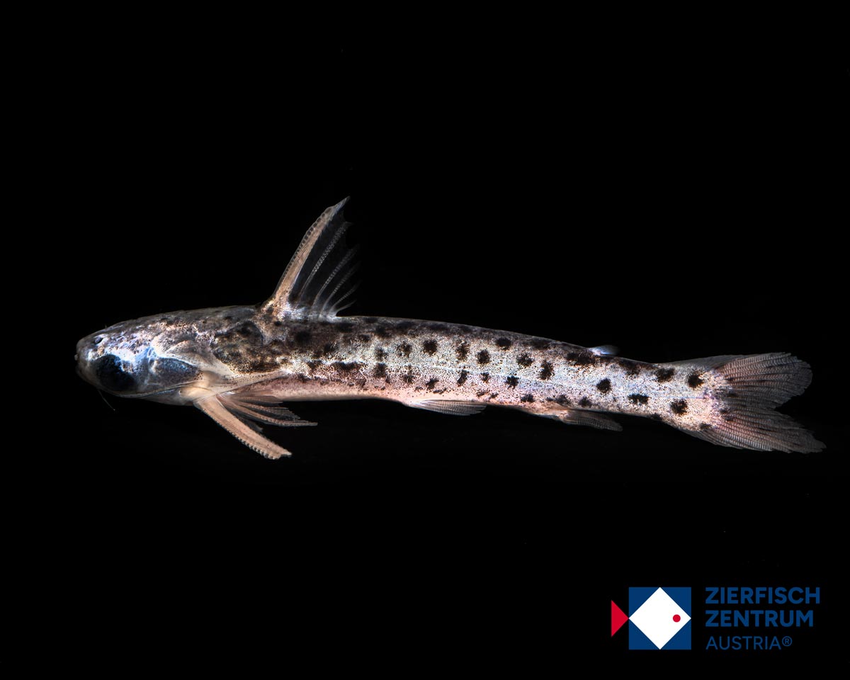 Centromochlus schultzi