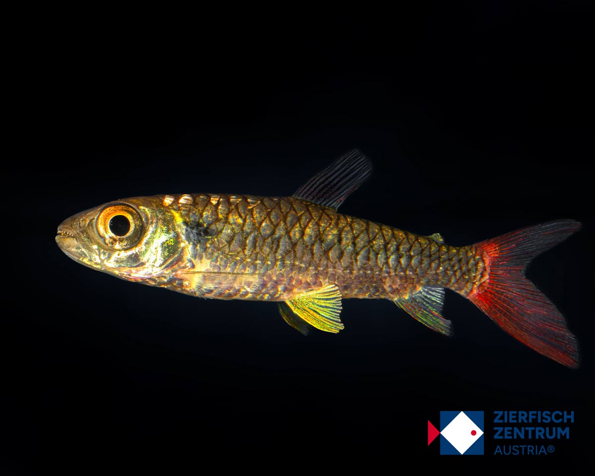 Chalceus macolepidotus