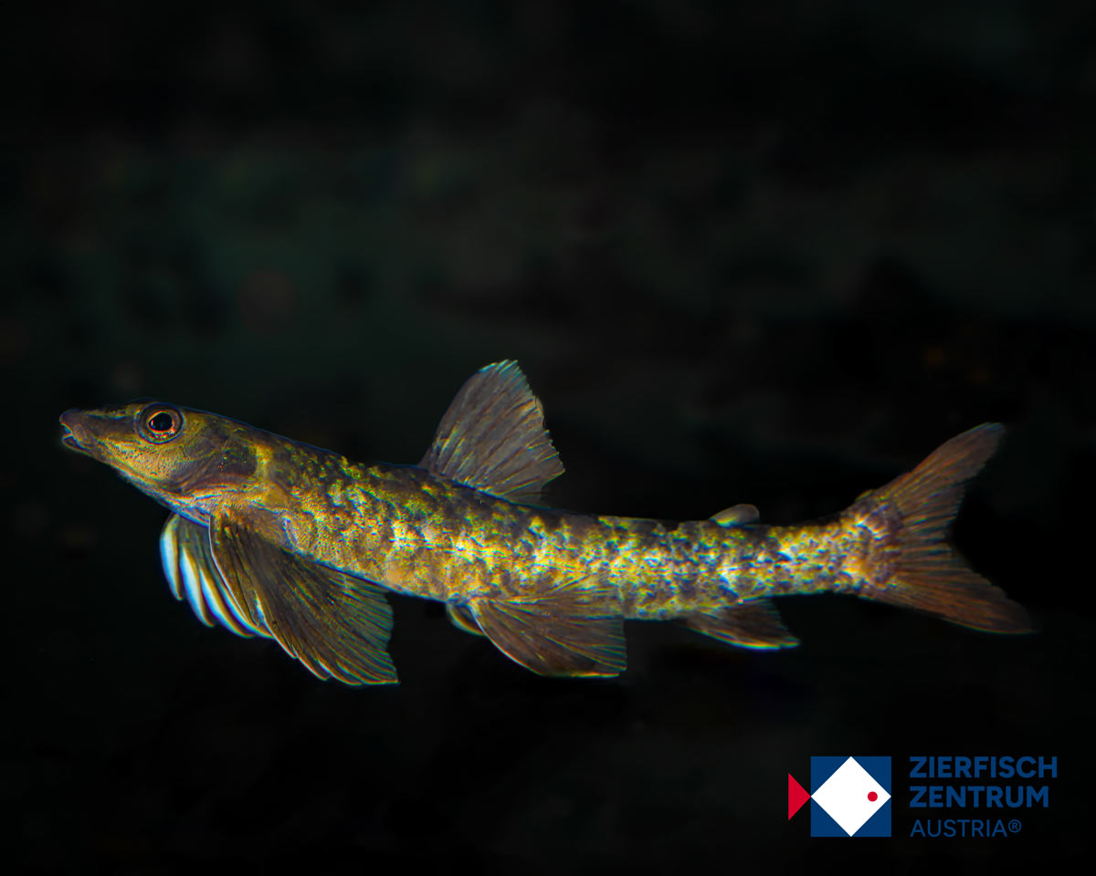 Characidium cf. crandellii