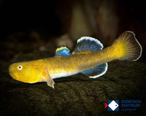 Chlamydogobius eremius