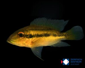 Chromidotilapia guntheri Süd-Nigeria