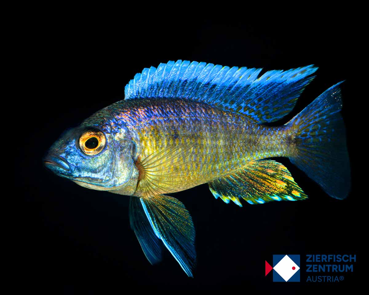 Copadichromis azureus