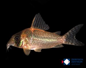 Corydoras sp. C071/ Brochis sp. C71