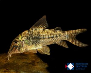 Corydoras acutus / Brochis acutus